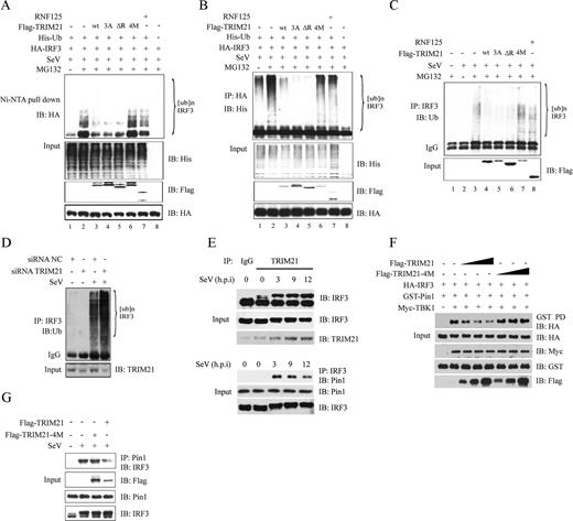 FIGURE 6. TRIM21 inhibits the ubiquitination of IRF3. A and B, HEK293T cells transiently expressing the indicated plasmids were stimulated with SeV (MOI, 1.0). Cell lysates were subjected to Ni-NTA pull-down (A) or immunoprecipitation (B), and then immunoblotted with indicated Ab. C, HEK293T cells transiently expressing indicated plasmids were stimulated with SeV (MOI, 1.0). Cell lysates were immunoprecipitated with rabbit anti-IRF3 Ab and then immunoblotted with mouse anti-Ub Ab. D, HEK293 cells were treated with indicated siRNA. After mock or SeV stimulation (MOI, 1.0), cell lysates were immunoprecipitated with rabbit anti-IRF3 Ab and then immunoblotted with mouse anti-Ub Ab. E, HEK293 cells were stimulated by SeV in the presence of MG132, and then cell lysates were subjected to immunoprecipitation with TRIM21 Ab (upper panel) or IRF3 Ab (lower panel), respectively. F, HEK293T cells were transfected with the indicated plasmids. Cell lysates were subjected to GST pull-down and then immunoblotted with indicated Ab. G, HEK293 cells were transfected with equal amount of wild-type TRIM21 or TRIM21-4M, respectively. After mock or SeV stimulation, cell lysates were immunoprecipitated with mouse monoclonal Pin-1 Ab and then immunoblotted with rabbit IRF3 Ab.