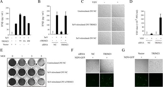 FIGURE 7. TRIM21 modulates IRF3-mediated antiviral responses. A, HEK293 cells were transfected with indicated plasmids. After SeV (MOI, 0.5) infection for 4 h, IFN-β production was determined by ELISA. B, HEK293 cells were transfected with indicated siRNA in the presence or absence of siRNA-resistant TRIM21. After SeV infection, IFN-β production was determined by ELISA. The data from A and B are presented as means ± SD (n = 3). ND indicates not detected. C, HEK293 cells were transfected with indicated siRNA and then treated with SeV. Equal volumes of culture supernatants (200 μl) from these treatments were applied to fresh HEK293 cells, followed by VSV infection. The cytopathic effects were observed by differential interference contrast microscopy. Original magnification, ×40. Data are representative of two independent experiments. D, HEK293 cells transfected with control or TRIM21 siRNA were infected with VSV. The titers of VSV were determined by standard plaque assay. The data are presented as means ± SD (n = 3). E, HEK293 cells were pretreated as in C and then infected by VSV at the indicated MOI. The proliferation of cells was determined by crystal violet staining. Data are representative of three independent experiments. F and G, NDV-GFP replication in HEK293 cells transfected with control or TRIM21 siRNA (F) or exogenous expressions of indicated plasmids (G) were visualized by fluorescence microscopy.