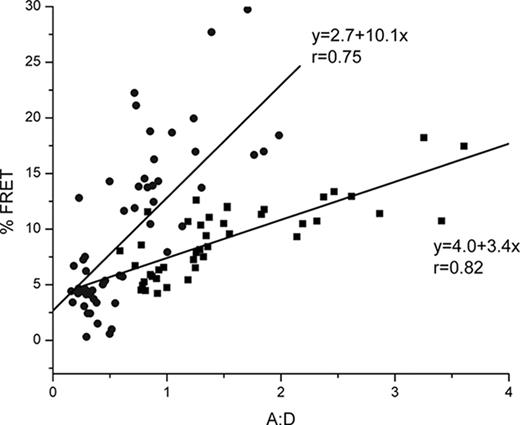 FIGURE 4. FRET between Bap31-YFP and HLA-A2-CFP increases when cells are fed a peptide with high affinity for HLA-A2. Cells transfected to express Bap31-YFP and HLA-A2-CFP were fed a high-affinity peptide, TAX (LLFGYPVYV), or vehicle (DMSO) blank for 30 min. Association of Bap31 and HLA-A2 was detected by FRET measured in terms of increase in donor fluorescence after acceptor photobleaching (19 ). ROI were chosen in the cytoplasm, away from HLA-A2 at the cell surface. FRET increase with increasing A:D is a hallmark of specific clustering. A:D = acceptor intensity before bleaching/donor intensity after bleaching >90% of the acceptor. ▪, + DMSO only; •, + TAX peptide in DMSO.