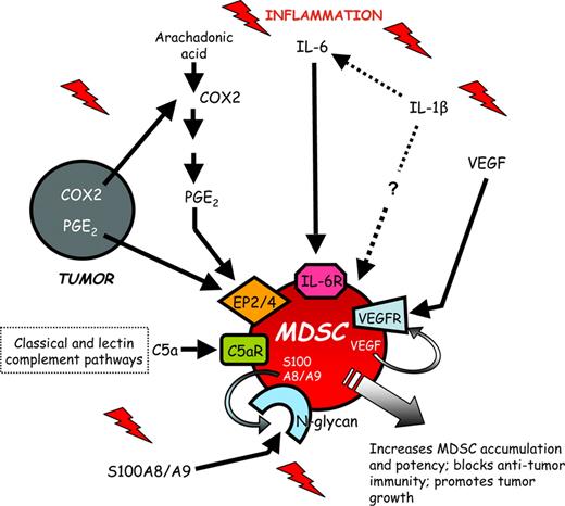 FIGURE 3. MDSC are induced and/or activated by multiple proinflammatory mediators. MDSC accumulate in the blood, bone marrow, lymph nodes, and at tumor sites in response to proinflammatory molecules produced by tumor cells or by host cells in the tumor microenvironment. These factors include PGE2, IL-1β, IL-6, VEGF, S100A8/A9 proteins, and the complement component C5a.