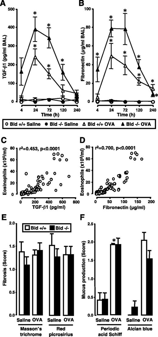 FIGURE 4. Bid deficiency results in higher TGF-β1 and fibronectin production in BAL fluids without altering OVA-mediated lung remodeling. A and B, BAL fluids from Saline or OVA Bid+/+ or Bid−/− mice were collected 4–240 h after the final challenge and TGF-β1 (A) and fibronectin (B) levels were evaluated. C and D, Regression between BAL eosinophilia (evaluated as in Fig. 2) and TGF-β1 (C) or fibronectin levels (D). E and F, Lung fibrosis (E) and mucus production (F) evaluated at 240 h by a scoring 0–3+ system on Masson’s trichrome-, red picrosirius-, periodic acid Schiff-, or Alcian blue-stained lung sections. Results are means ± SEM of n = 3–8 mice (or n = 13–14 OVA Bid+/+ or Bid−/− mice in the case of BAL fluids at 72 h). ∗, p < 0.05, OVA as compared with Saline mice.