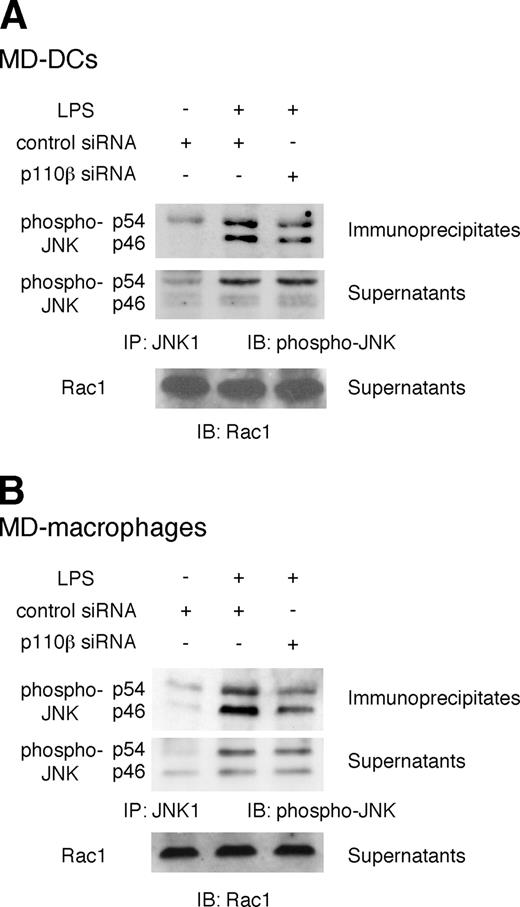FIGURE 6. PI3K p110β siRNA inhibited LPS-induced JNK1 phosphorylation but not JNK2 phosphorylation. Transfection of MD-DCs (A) or MD-macrophages (B) with siRNAs before stimulation with LPS for 30 min. Aliquots of lysates were immunoprecipitated with anti-JNK1 Ab (C-17). The immunoprecipitates (upper panel) or supernatants (middle panel) were collected and subjected to Western blotting with anti-phospho-JNK Ab. Bottom panels, Western blots using anti-Rac Ab to confirm equal protein loading. One representative finding of two experiments is shown.