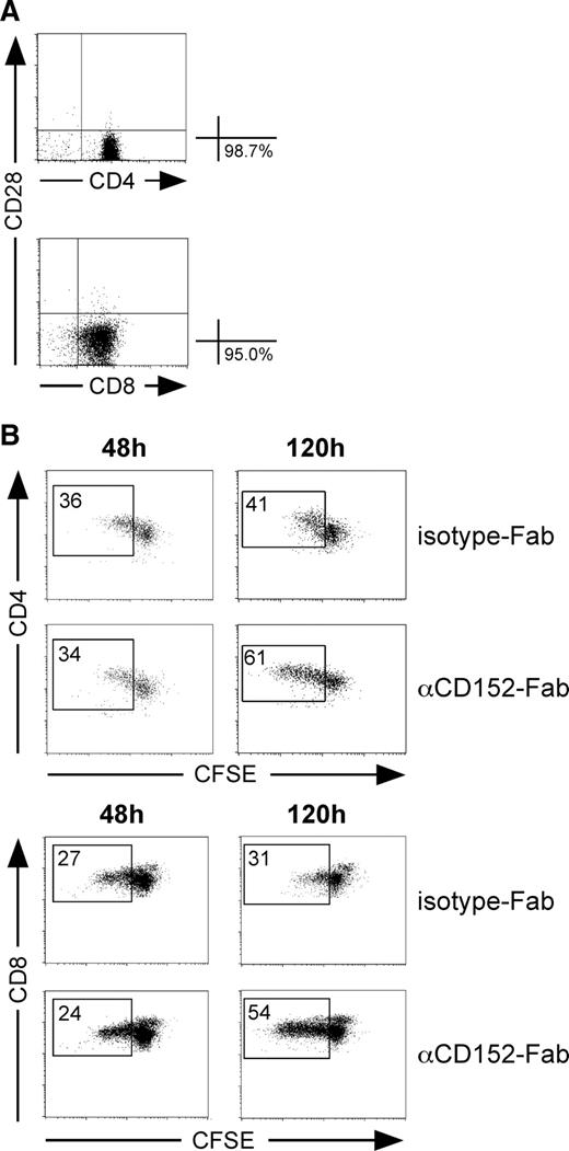 FIGURE 2. Serological blockade of CD152 enhances proliferation. A, Purity of CD28null FACS-sorted populations. Shown are the frequencies of CD4+CD28null cells (upper panel) and CD8+CD28null cells (lower panel) after FACS sort. B, CD4+CD28null (upper panel) and CD8+CD28null (lower panel) cells were FACS sorted, labeled with CFSE, and stimulated with 1 μg/ml anti-CD3 in the presence of CD14+ cells as APCs. CD152 blocking anti-CD152 Fab or isotype Fab were used at a concentration of 50 μg/ml. Proliferation was measured 48 and 120 h after stimulation.