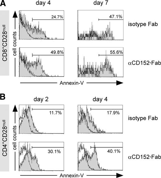 FIGURE 3. CD152 blockade enhances AICD in both CD4+CD28null and CD8+CD28null T cell subsets. A, CD8+CD28null cells were FACS sorted and stimulated with anti-CD3 (1 μg/ml) in the presence of CD14+ cells as APCs. CD152 blocking anti-CD152 Fab or isotype Fab were used at a concentration of 50 μg/ml. On days 4 and 7, AICD was analyzed by staining the cells with annexin V. B, CD4+CD28null cells were FACS sorted and stimulated with anti-CD3 (1 μg/ml) in the presence of CD14+ cells as APCs. CD152 blocking anti-CD152 Fab or isotype Fab were used at a concentration of 50 μg/ml. On days 2 and 4, apoptosis was analyzed by staining the cells with annexin V.