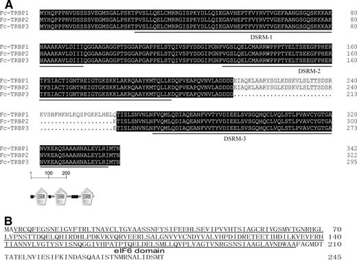 FIGURE 1. A, Multiple alignment of Fc-TRBP1 (GenBank no. EU679001) with its isoforms Fc-TRBP2 (GenBank no. FJ573167) and Fc-TRBP3 (GenBank no. FJ573168). The DSRM of Fc-TRBP is underlined; black-shaded area indicates identity of 100%; gray-shaded area indicates identity of ≥50%. B, The amino acid sequence of Fc-eIF, eIF6 domain is underlined.