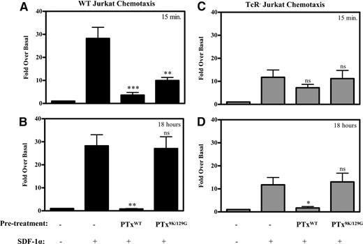 FIGURE 7. The effects of PTxB are transient in comparison to PTx holotoxin. A and B, WT and (C and D) TCR− Jurkat cells were left untreated or treated with 2 μg/ml PTxWT or 2 μg/ml PTx9K/129G (enzymatic dead mutant) for 15 min or 18 h before placing them in the top chamber of an 8-μm transwell. The top chamber was then inserted into a bottom chamber containing media alone or supplemented with 10 nM SDF-1α. Cells were allowed to migrate for 4 h before they were removed from the bottom and counted using a flow cytometer. ∗∗∗, p < 0.001; ∗∗, p < 0.01; and ∗, p < 0.05 when pretreated samples were compared with untreated cells migrating to SDF-1α (n = 4).