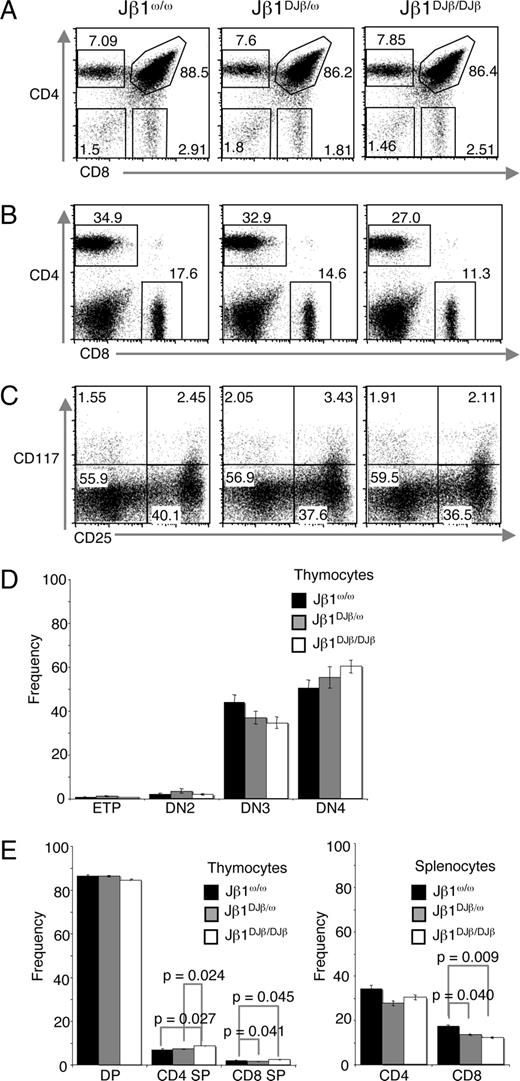 FIGURE 2. Normal αβ T cell development in Jβ1DJβ/ω and Jβ1DJβ/DJβ mice. A and B, Shown are representative anti-CD4 and anti-CD8 FACS analysis of cells isolated from the thymuses (A) and spleens (B) of Jβ1ω/ω, Jβ1DJβ/ω, and Jβ1DJβ/DJβ mice. The percentage of DN, DP, CD4+ SP, and CD8+ SP thymocytes (A) and CD4+ and CD8+ αβ T cells (B) is indicated. C, Shown are representative anti-CD117 and anti-CD25 FACS analysis of thymocytes negative for mature cell markers (TCRβ, TCRδ, CD4, CD8α, CD19, CD11c, CD11b, B220, and NK1.1). D and E, Bar graphs showing the average frequency of cells within each thymocyte developmental stage and peripheral T cell population from at least five mice of each genotype. The error bars are SEM. Significant differences have been calculated using two-tailed Student’s t test.