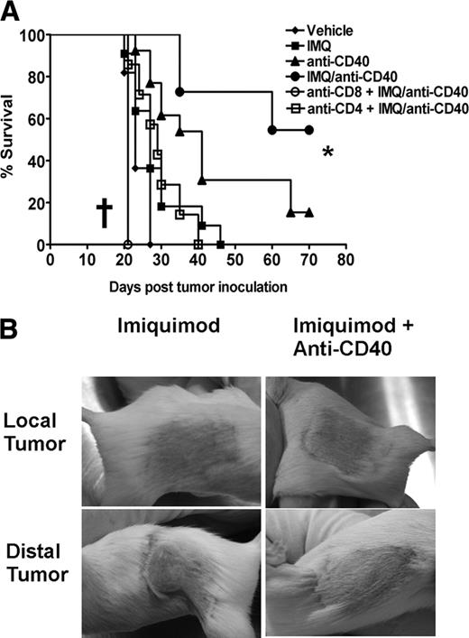 FIGURE 7. Systemic anti-CD40 Ab significantly enhances the distal antitumor immune response to imiquimod. A, Kaplan-Meier survival plot of BALB/c mice bearing dual AB1-HA tumors (left and right flank) treated with imiquimod, vehicle, and imiquimod in combination with systemic (i.v.) anti-CD40 Ab or anti-CD40 alone. Two groups given the combination therapy were depleted of CD4 (GSK1.1 Ab) and CD8 (YTS.169 Ab) via i.p. injection during the course of treatment; †, p < 0.05 (log-rank test) comparing CD4 and CD8 depletion (both with combination therapy). The right flank tumor was deemed the local tumor, and the left flank the distal tumor. Tumors were monitored for growth, and mice were culled when either tumor reached 100 mm2. Data shown are from three separate experiments (n = 16). B, Representative photographs are shown of the right (local) and left (distal) flank tumors of mice inoculated with AB1-HA and treated as in A: imiquimod (left panel) and the imiquimod/anti-CD40 combination (right panel). Pictures taken at day 20 posttreatment commencement. Upper panel, Clearly shows resolved local tumor site. Lower left photograph, Shows significantly larger, growing distal tumor; lower right photograph, shows responding tumor site.