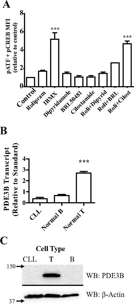 FIGURE 6. PDE3B is expressed selectively by T cells and acts redundantly with PDE4. A, Purified normal peripheral T cells were treated for 1 h with vehicle, rolipram (20 μM), dipyridamole (100 μM), BRL50481 (30 μM), cilostamide (10 μM), IBMX (50 μg/ml), or combinations thereof as indicated. Cells were then fixed, permeabilized, and stained with anti-ATF-1/CREB (pS63/133)-Alexa488 mAb before analysis by flow cytometry. The mean fluorescence intensity (MFI) of each condition was calculated and expressed relative to vehicle-treated cells. B, RNA isolated from B-CLL, purified normal tonsillar B cells, and purified normal peripheral T cells was subjected to quantitative real-time RT-PCR using primers specific for PDE3B. Data are expressed relative to a WBC RNA standard. C, Whole-cell lysates from B-CLL, purified normal tonsillar B cells, and purified normal peripheral T cells were separated by SDS-PAGE, blotted, and probed with an anti-PDE3B Ab. Approximate molecular weights are indicated; β-actin was used as a loading control. ∗∗∗ = p < 0.001.