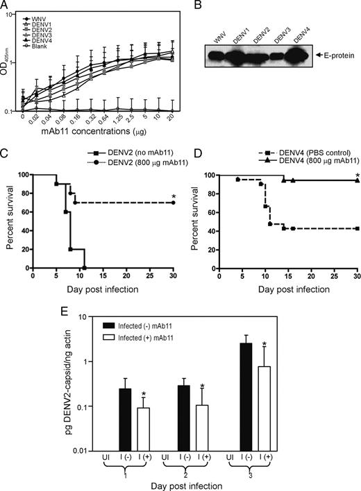 Fusion Loop Peptide of the West Nile Virus Envelope Protein Is
