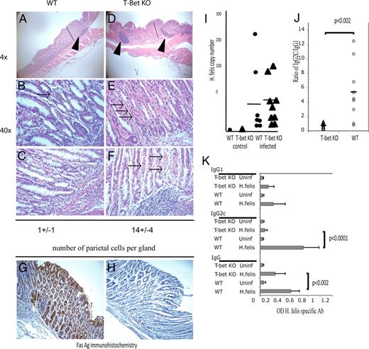 FIGURE 2. Altered immune response and mucosal sparing in T-bet KO infected mice. H&E staining of the fundic mucosa. WT mouse infected for 4 mo: (A) ×4, arrow head depicts submucosal inflammation; (B) ×40, arrow shows one rare remaining parietal amid markedly distorted gland architecture; (C) ×40, submucosal and mucosal inflammation, mucous metaplasia, and antralization of the glands. T-bet KO infected mouse for 4 mo: (D) ×4, large intramucosal and submucosal inflammatory infiltrates and lymphoid aggregates (arrow head); (E) preservation of architecture with numerous parietal cells (arrows) in areas with intramucosal inflammation; and (F) submucosal inflammation. Fas Ag immunohistochemisty of the fundic mucosa at 8 wk of infection in (G) WT mouse and (H) T-bet KO mouse. Bar, 600 μm. I, Bacterial load in WT (•) and T-bet KO (▴) mice reported as the relative gene expression of H. felis FlaB, calculated using the 2−ΔΔCt method (18 ) and reported as a ratio of fold increase in gene expression over the control value mouse β-actin gene, with uninfected mice set as a value of 1. Serum anti-H. felis Ab. J, IgG2C/IgG1 ratio in infected T-bet (▵) and WT (○) mice. K, IgG subclass analysis.