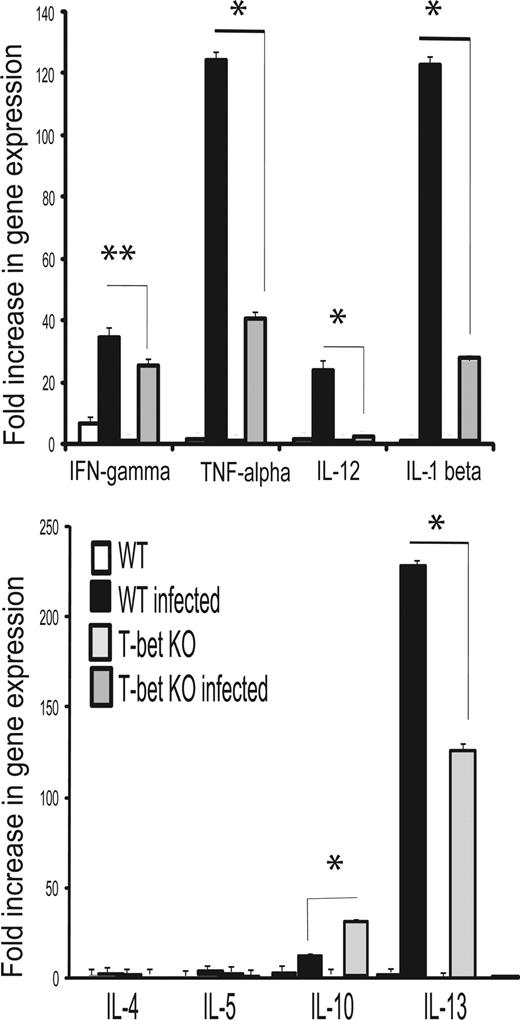 FIGURE 4. Gastric mucosal cytokine milieu in WT and T-bet KO mice. At 4 mo after H. felis infection, gastric mucosa was assayed for cytokine expression as indicated and reported as fold increase over the lowest reported value in control mice. *, p < 0.001; **, p < 0.02.
