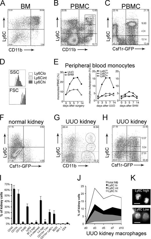 FIGURE 1. Characterization of monocyte and Mφ subpopulations in response to UUO injury of the kidney. A–C, FACS plots of BM cells and PBMCs identifying populations of monocytes by the markers CD11b and Ly6C (NK1.1− and Ly6G−) (A and B) and the transgene Csf1R-GFP (C). A–D, Note that >95% of BM monocytes have high Ly6C expression (A), PBMCs have high (hi), intermediate, and low (lo) expression (B and C), and Ly6Chigh monocytes have the highest SSC and FSC (dark gray), Ly6Cint monocytes have intermediate SSC and FSC (light gray), and Ly6Clow monocytes have the lowest SSC and FSC (D). E, Compared with sham surgery (SHM), UUO surgery induces peripheral blood monocytosis (left panel), which is exclusively due to a marked increase in Ly6Chigh PBMs (middle panel). F–H, FACS plots of purified kidney single cells from normal (F) and day 7 UUO kidneys (G and H) showing populations of kidney Mφs defined by CD11b (NK1.1− and Ly6G−) and Ly6C (G) or the transgene Csf1R-GFP and Ly6C (H). I, Graph showing the relative proportions of different kidney leukocytes in the day 7 UUO kidney. J, Time course showing the relative proportions of kidney Mφs broken down into Ly6Chigh, Ly6Cint, and Ly6Clow subsets. K, Cytospin photographs of FACS-sorted kidney Mφs demonstrating that Ly6Chigh Mφs are smaller and many retain the characteristic monocyte nucleus, whereas Ly6Clow Mφs are larger with the characteristic “fried egg” appearance. All experiments were repeated at least three times and gave similar results. Bar, 10 μm.