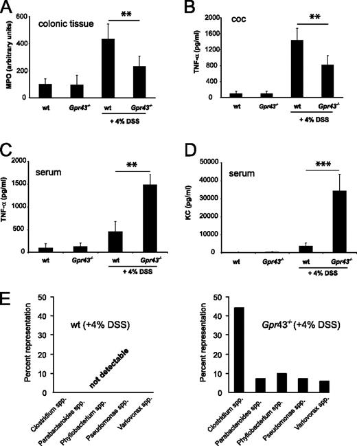 FIGURE 3. Gpr43−/− mice develop high systemic cytokine levels indicating septic disease during treatment with 4% DSS. Activity of MPO was measured in colon tissue homogenates (A). TNF-α was quantified after 24-h incubation time in the supernatant of COC (A and B). Additionally, TNF-α and KC level were measured in serum probes (C and D). Bacterial signatures obtained after amplification of 16S rDNA from spleen tissue from DSS-treated Gpr43−/− mice (n = 3). More than 70 clones were sequenced and analyzed. Data are expressed as number of clones. Spleen samples obtained from WT mice (n = 3) were sterile (not detectable). E, Representative results from three independent experiments are shown in this figure. Data are mean ± SEM. ∗∗, p < 0.01; ∗∗∗, p < 0.001 (n = 10 per group).
