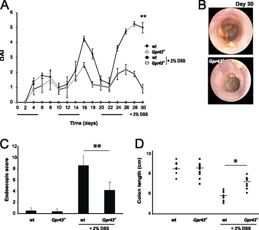 FIGURE 4. Gpr43−/− mice are protected against chronic DSS colitis. Mice were fed with 2% DSS for 5 days, followed by 5 days of regular water. This cycle was repeated three times, resulting in a 30-day experimental period. The mean DAI displays the results of assessment of change in body weight, diarrhea score, and bleeding score every other day (A). Minicolonoscopy was performed on day 30 (B). The endoscopic findings in WT and Gpr43−/− mice are summarized by the endoscopic score (C). D, Depicts differential colon length on day 30. The horizontal bars represent the median of the colon length obtained from 10 animals per group. Data are mean ± SEM. ∗, p < 0.05; ∗∗, p < 0.01 (n = 10 per group).