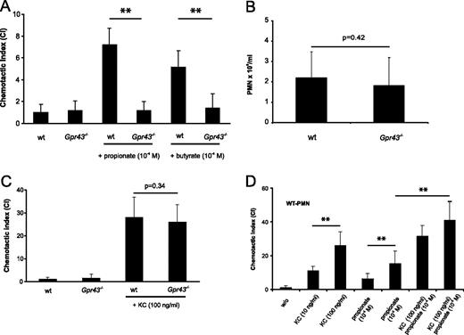 FIGURE 6. Sterile inflammatory responses and neutrophil migration per se are not altered in Gpr43−/− mice. Chemotactic activity of neutrophilic granulocytes isolated from the peritoneal lavage of three mice per each group (WT vs Gpr43−/− mice) was tested with a transwell cell chemotactic assay (see Materials and Methods). Cell migration was assessed 45 min after incubation with 10−4 M propionate or 10−4 M butyrate (A) or KC (100 ng/ml) (C). FACS analysis of neutrophilic granulocyte infiltration into the inflamed air pouches of 10 WT and 10 Gpr43−/− mice 12 h after carrageenan injection (B). Data are mean ± SEM. ∗∗, p < 0.01. Additive effects on the migratory activity of WT PMNs were tested by costimulation with two different concentrations of propionate (10−4 and 10−3 M) and KC (100 ng/ml; D). Data are mean ± SEM. ∗∗, p < 0.01.