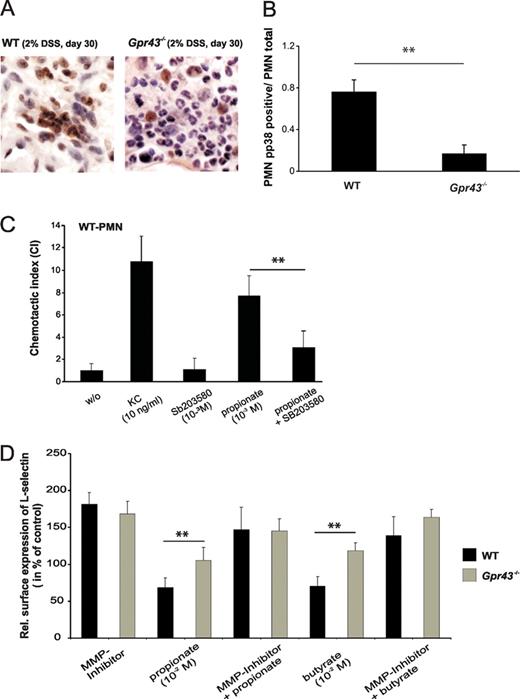FIGURE 7. p38 MAPK phosphorylation is reduced in PMNs of DSS-treated Gpr43−/− mice and is pivotal for SCFA-induced chemotaxis. Colonic tissue sections obtained from WT and Gpr43−/− mice after cyclic treatment with 2% DSS were stained with an anti-phospho p38 Ab (A). B, Represents the ratio of anti-phospho p38 positive and negative stained PMNs in four random mucosal and submucosal views of three different sections from the descendent colon at a magnification of ×600 (n = 6 per each genotype). Influence of p38 MAPK inhibition on chemotactic properties was tested by stimulation of granulocytes with propionate (10−3 M) in the absence or presence of SB203580 (10 μM). As a positive control for the migration capacity of the applied granulocytes, we used KC (10 ng/ml; C). Splenocytes were treated 1 h with either butyrate (10−2 M) or propionate (10−2 M) in the presence and absence of inhibitors. Cell surface expression of L-selectin was detected by flow cytometry. Data are expressed as percentage of appropriate controls, as described in Materials and Methods (D). Data are mean ± SEM. ∗∗, p < 0.01.