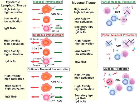 FIGURE 1. Schema of compartmentalized immunity (functional CD8+ CTL activity and avidity and neutralizing IgG and sIgA antibodies) according to the site of immunization. CMIR contributes to the protection of macaques against SIV depletion of mucosal CD4+ T cell after optimum mucosal vaccination (46 ). CTL that can recognize peptide/MHC only at high Ag density are termed low avidity CTLs, whereas those that can recognize their cognate Ag at low densities are termed high avidity CTLs (93 ). High avidity CTLs are essential for the effective clearance of viral infections and for the elimination of tumors. The high avidity CD8+ T cells are predominately found compartmentalized at the site of vaccination. The simple application of the Ag on a mucosal surface does not guarantee the success of mucosal vaccination. Non-optimal mucosal vaccination (upper panel) may provide limited mucosal immunity (both functional CD8+ CTL and neutralizing antibodies) and limited protection against mucosal challenge. Optimal mucosal immunization (lower panel) depends on multiple factors including type of Ag, targeting and delivery of Ag to Dcs, mucosal adjuvant, and frequency of immunization. Optimal mucosal vaccination is most effective in the generation of mucosal immunity (natural antibodies (NAb) IgG and IgA, high-avidity CD8+ CTL, and CD4+ T cells) and complete protection against mucosal infection. Systemic immunization is less effective in generation of high-avidity CTL and NAb at mucosal sites and may result in only partial protection from mucosal challenge. Green arrows indicate cell migration toward mucosal tissue and the red arrows indicate cell migration to systemic lymphoid tissue. Thick arrows indicate a higher frequency of functionally active Ag-specific T and B cells in the tissue proximal to the site of vaccination, whereas the thin arrows indicate limited immune responses at the distant sites.