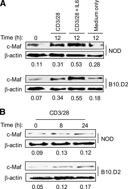 FIGURE 2. c-Maf protein expression in NOD CD4 cells is normal. A, WBs were performed using purified CD4 whole cell lysates obtained from 6- to 8-wk-old NOD or B10.D2 mice before or 12 h after stimulation with 10 μg/ml anti-CD3 plus 1 μg/ml anti-CD28 in the presence or absence of 20 ng/ml IL-6. In parallel, cells were also cultured in medium alone for 12 h before analysis. Blots were probed with Abs specific for c-Maf or β-actin as indicated. c-Maf protein levels were determined by densitometry and are expressed relative to β-actin (below each blot). Data are representative of two independent experiments. B, Purified CD4 cells were prepared and analyzed as described in A with the duration of stimulation as indicated. Normalized c-Maf levels are shown below each blot. Data are representative of two independent experiments.