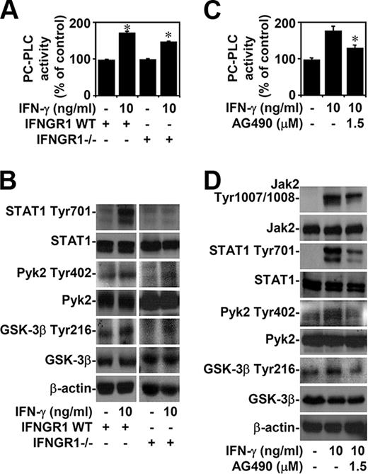 FIGURE 4. IFN-γ induces Jak2-regulated activation of PC-PLC, Pyk2, and GSK-3β independently of IFNGR1. A, Splenocytes harvested from IFNGR1 wild-type (IFNGR1 WT) and IFNGR1-deficient (IFNGR1−/−) C57BL/6 mice were treated with IFN-γ for 0.5 h. We used a kit to determine the activity of PC-PLC. Percentages relative to those of the control are shown. B, Western blotting was used to determine phosphorylation of STAT1 (Tyr701) 1 h posttreatment and Pyk2 (Tyr402) and GSK-3β (Tyr216) 3 h posttreatment. C, RAW264.7 cells were pretreated with AG490 for 0.5 h and then treated with IFN-γ for 0.5 h. The activity of PC-PLC was determined using a kit. Percentages relative to those of the control are shown. D, Western blotting was used to determine phosphorylation of STAT1 (Tyr701) and Jak2 (Tyr1007/1008) 1 h posttreatment and Pyk2 (Tyr402) and GSK-3β (Tyr216) 3 h posttreatment. For the activity assay, the data are means ± SD obtained from three individual cultures. ∗, p < 0.05 compared with the untreated or the IFN-γ group. For Western blot analysis, β-actin was the internal control. Data shown are representative of three individual experiments.