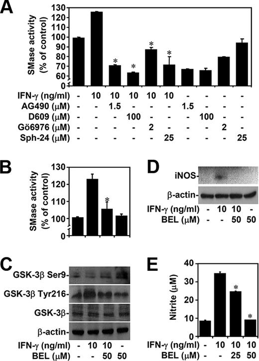 FIGURE 5. IFN-γ activates Jak2-, PC-PLC-, PKC-, and cPLA2-regulated neutral SMase. A and B, RAW264.7 cells were pretreated with AG490, D609, Gö6976, Sph-24, or BEL for 0.5 h and then treated with IFN-γ for 0.5 h. We used a kit to determine the activity of SMase. Sph-24 was the positive control. Percentages relative to those of the control are shown. C, Western blotting was used to determine the phosphorylation of GSK-3β (Ser9 and Tyr216) in IFN-γ-stimulated cells with or without BEL pretreatment. D and E, Twenty-four hours posttreatment with IFN-γ with or without BEL pretreatment, Western blotting and Griess reagent were used to determine the expression of iNOS and the production of NO, respectively. For the activity assay and nitrite detection, the data are means ± SD obtained from three individual cultures. ∗, p < 0.05 compared with the IFN-γ group. For Western blot analysis, β-actin was the internal control. Data shown are representative of three individual experiments.