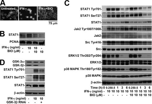 FIGURE 6. The effects of inhibiting GSK-3β on IFN-γ-induced STAT1 activation. A, RAW264.7 cells were pretreated with BIO for 0.5 h and then treated with IFN-γ for 3 h. The nuclear translocation of STAT1 was detected with immunocytochemical staining and then fluorescent microscopic analysis. Data shown are representative of three individual experiments. The scale bar is 75 μm. B, We used nuclear extraction and then Western blot analysis to determine STAT1 nuclear translocation. PCNA was the nuclear and internal control. C, We used Western blotting to determine the time kinetic of BIO on the phosphorylation of STAT1 (Tyr701 and Ser727), Jak2 (Tyr1007/1008), Src (Tyr416), ERK1/2 (Thr202/Tyr204), and p38 MAPK (Thr180/Tyr182) in IFN-γ-stimulated RAW264.7 cells. D, RAW264.7 cells were pretreated with or without lentiviral-based GSK-3β RNAi and then treated with IFN-γ for 3 h. Western blotting was used to determine the expression of GSK-3α, GSK-3β, and phosphorylation of STAT1 (Tyr701 and Ser727). β-actin was the internal control. Data shown are representative of three individual experiments.