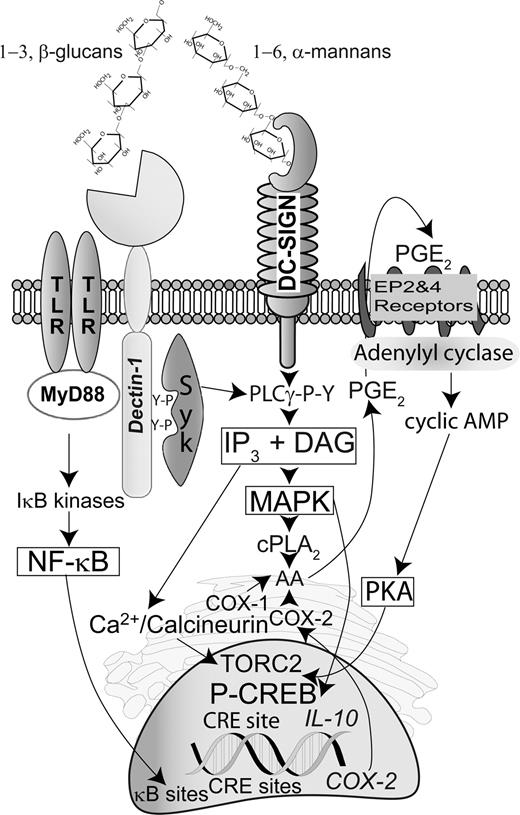 FIGURE 7. Diagram of the mechanism of induction of IL-10 by fungal stimuli in DC and cyclooxygenase-dependent autocrine feed-forward. The β-glucan and the α-mannan components of fungal stimuli are recognized by several receptors expressed in DC such as dectin-1, TLR2, and DC-SIGN. These stimuli activate distinct kinase pathways, which ultimately lead to the activation of the transcription factors NF-κB and CREB. Both factors may cooperate in the induction of cox2, whereas only CREB is involved in il10 induction expression. PGE2, the major product of COX-2, activates E prostanoid receptors 2 and 4, and enhances CREB activation through protein kinase A. Nuclear translocation of TORC2 depends on signals elicited by Ca2+/calcineurin and PKA, whereas MAPK and PKA may be involved in CREB phosphorylation. AA, arachidonic acid; cPLA2, cytosolic phospholipase A2; DAG, diacylglycerol; EP, E prostanoid; IP3, inositol 1,4,5-trisphosphate; IκB, inhibitory subunit of NF-κB; PLCγ, phospholipase Cγ; Syk, spleen tyrosine kinase; Y-P, phosphotyrosine.