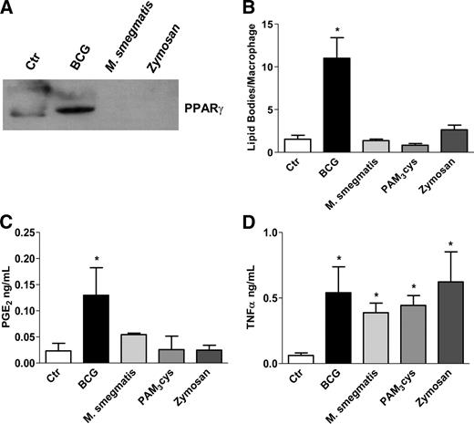 FIGURE 5. Effect of BCG, M. smegmatis, or zymosan infection on PPARγ expression (A), lipid body formation (B), and PGE2 (C) and TNF-α production (D). Peritoneal macrophages were analyzed 24 h after in vitro infection with BCG (MOI, 1:1), M. smegmatis (1:1), zymosan (1:1), or stimulation with Pam3Cys (10 μM) or vehicle. A, Total macrophage cell lysates (4 × 106cells/lane) were separated by SDS-PAGE (10%) and subjected to Western blotting for PPARγ. The image is representative of at least two different blots. B–D, Each bar represents the mean ± SEM from at least three pools of 10 animals. Differences between control (Ctr) and infected groups are indicated by asterisks (p < 0.05).