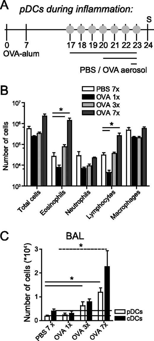 FIGURE 2. Effect of OVA aerosol challenge on pDC numbers in the BAL fluid. A, Mice were sensitized by two i.p. injections of OVA-alum on days 0 and 7. Ten days after the last injection, they were subjected to either seven PBS or one, three, or seven OVA aerosols. B, Inflammation in the BAL fluid of PBS aerosolized mice (open bars) or mice subjected to one (black bars), three (light gray bars), or seven OVA aerosols (dark gray bars). C, The number of pDCs (open bars) and cDCs (black bars) in the BAL fluid. Results are expressed as means ± SEM for n = 4 mice/group; ∗, p < 0.05. Similar results were obtained in two different experiments.