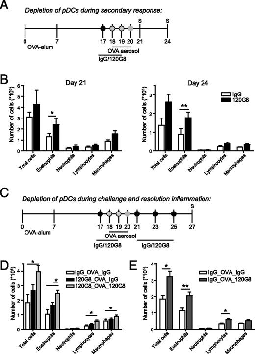 FIGURE 3. pDCs are important in regulating inflammation in the secondary response. A, Mice were sensitized by two i.p. injections of OVA-alum on days 0 and 7. Ten days after the last injection, they were subjected to three OVA aerosols. During or after the challenge, mice were treated with the 120G8 Ab or rat IgG (200 μg i.p.) as a control. B, Inflammation in the BAL fluid was determined by flow cytometry. Open bars represent the rat IgG-treated OVA-sensitized and OVA-challenged mice, and the filled bars represent the 120G8-treated OVA-sensitized and OVA-challenged mice. C, Mice were treated during challenge and/or during the resolution phase with 120G8 or rat IgG (200 μg i.p.). D, BAL inflammation was determined by flow cytometry. Open bars represent the rat IgG-treated OVA-challenged mice, the black bars represent the OVA-challenged mice treated with 120G8 during challenge, and the gray bars represent the OVA-challenged mice treated with 120G8 during challenge and resolution. E, Cellular composition of the BAL fluid was determined by flow cytometry. Open bars represent IgG-treated mice, and filled bars represent 120G8-treated mice during the resolution phase. Results are expressed as means ± SEM for n = 4–6 mice/group; ∗, p < 0.05 and ∗∗, p < 0.01. Similar results were obtained in two different experiments.