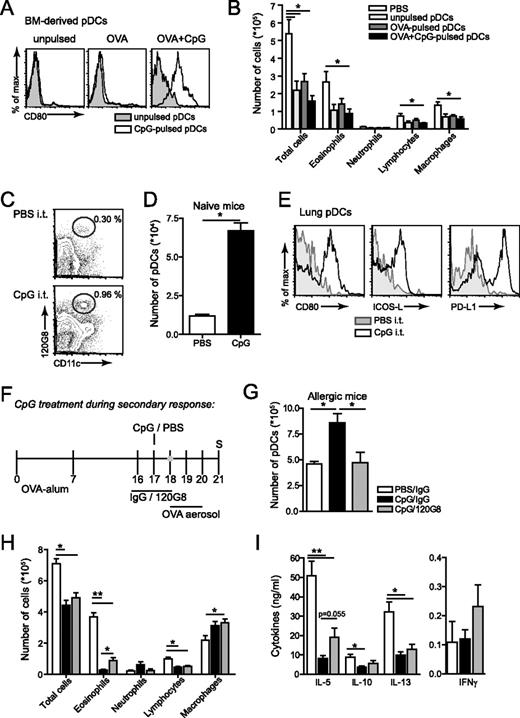 FIGURE 5. Mature pDCs are still able to dampen eosinophilic inflammation. A, CD80 expression of BM-derived pDCs after a 20-h pulse with OVA (100 μg/ml) with or without CpG (10 μg/ml). B, Inflammation was analyzed in the BAL fluid of mice treated i.v with PBS (open bars), 1 × 106 unpulsed pDCs (black bars), OVA-pulsed pDCs (light shaded bars), or OVA and CpG motif-pulsed pDCs (dark shaded bars). C, Mice were injected i.t. with 10 μg of CpG motifs or PBS, and lungs were analyzed 48 h later for pDCs and cDCs. A typical example is shown of the lungs stained with 120G8 and CD11c. D, Number of pDCs in the lung of CpG-motif treated mice (black bar) or PBS-treated mice (open bar), analyzed with flow cytometry. E, CD80, ICOS-L, and PD-L1 expression of lung pDCs in vivo 48 h after i.t. instillation of CpG (10 μg) (open histogram) or PBS (shaded histogram). F, Mice were sensitized by two i.p. injections of OVA-alum on days 0 and 7. Nine days after the last injection, the mice were treated i.t. with CpG (10 μg) or PBS. Thereafter, they were subjected to three OVA aerosols. During i.t. instillation, mice were also treated with either mAb 120G8 or rat IgG (200 μg i.p.). G, The number of pDCs was examined in the lungs by flow cytometry 1 day after the last challenge. The open bar represents the PBS/IgG-treated OVA-challenged mice, the black bar represents the CpG-motif/IgG-treated OVA-challenged mice, and the gray bar represents the CpG motif/120G8-treated OVA-challenged mice. H, Inflammation in the BAL fluid analyzed with flow cytometry. I, Cytokine levels in the supernatants of MLN cell cultures restimulated in vitro with OVA for 4 days. Results are expressed as means ± SEM for n = 4–6 mice/group; ∗, p < 0.05 and ∗∗, p < 0.01. Similar results were obtained in two different experiments.