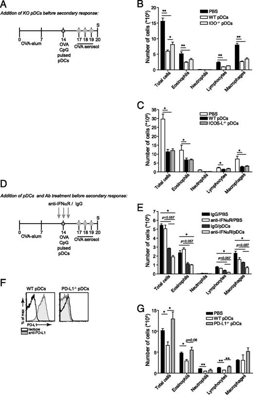 FIGURE 6. pDCs do not suppress eosinophilic airway inflammation via IFN-α, IDO, or ICOS-L, but via PD-L1. A, Mice were sensitized by 2 i.p. injections of OVA-alum on days 0 and 7. Three days before the first aerosol, mice received 1 × 106 OVA-pulsed CpG-matured pDCs i.v. B, Mice were treated with IDO−/− pDCs before secondary challenge. BAL inflammation was assessed using flow cytometry. C, Mice were treated with ICOS-L−/− pDCs before secondary challenge. BAL inflammation was assessed using flow cytometry. D, Mice were sensitized by two i.p. injections of OVA-alum on days 0 and 7. Around the pDC injection, they were treated with 200 μg i.p. of anti-IFN-αR Ab (provided by MedImmune) or rat IgG as a control. E, The cellular composition of the BAL fluid is shown 24 h after the last aerosol. F, In the injected WT or PD-L1−/− pDCs (OVA-pulsed and CpG-matured), the expression of PD-L1 was determined by flow cytometry. G, PD-L1−/− pDCs were injected and as a control WT pDCs as shown in A, and the inflammation in the BAL fluid was determined. Results are expressed as means ± SEM for n = 4–6 mice/group; ∗, p < 0.05 and ∗∗, p < 0.01.