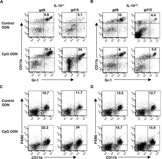FIGURE 3. CD11b+Gr-1+ and CD11b+F4/80+ uterine cell populations amplify in response to CpG ODN in IL-10−/−, but not WT mice. Single-cell suspensions of UMGC populations were isolated from IL10−/− (A and C) or WT (B and D) mice on gd9 or gd15 after treatment with control or CpG ODN. Cells were gated on CD45+ populations for CD11b+Gr-1+ (A and B) and CD11b+F4/80+ (C and D); data shown are representative of multiple experiments using four animals per condition. A, IL-10−/− mice showed a significant increase in the CD11b+Gr-1+ population on gd9 and gd15, p < 0.05. B, WT mice under similar conditions did not show any significant changes in this population. C, IL-10−/− mice showed a significant increase in the CD11b+F4/80+ cell population on gd9 and gd15, p < 0.05, compared with control ODN-treated mice. D, WT mice under similar conditions did not show any significant changes in this population.