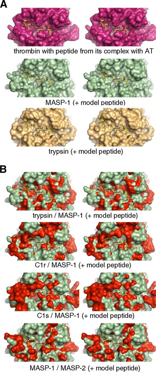 FIGURE 2. The substrate binding groove of MASP-1 is highly accessible. A, Surface stereo representations of thrombin (PDB id: 1tb6), MASP-1 (PDB id: 3gov), and trypsin (PDB id: 1k9o) shown near the substrate binding site. The P5-P2′ peptide from AT bound to the thrombin structure is shown as sticks. This model peptide from the thrombin structure fits quite smoothly into the substrate binding groove of both MASP-1 and trypsin. B, Surface stereo representation of the structure of MASP-1 (green) overlaid with trypsin, C1r (PDB id: 2qy0), C1s (PDB id: 1elv), or MASP-2 (PDB id: 1q3x) (all red) shown near the substrate binding site. The model peptide (from 1tb6) is placed into the substrate binding groove for better orientation. MASP-1 has a broad cleft at the substrate biding site, which accommodates the model peptide easily. In this respect it is more similar to trypsin than to the other depicted proteases with the same domain organization as MASP-1, which have protrusions that collide with the model peptide.