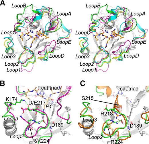 FIGURE 3. Conformation of loop regions building up the substrate binding groove. A, Comparison of loops surrounding the active site of MASP-1 (green; PDB id: 3gov) compared with those of MASP-2 (cyan; PDB id: 1q3x), thrombin (magenta; PDB id: 1tb6), and bovine trypsin (yellow; PDB id: 3btk). The P4-P3′ heptapeptide part of AT bound in the thrombin structure is shown in light orange as reference for a bound substrate/inhibitor. Regions with similar backbone conformations are colored gray, with the catalytic triad as sticks. Loops are labeled according Perona and Craik (38 ). B, Blow-up of the substrate specificity pocket using chymotrypsin numbering. An unusual ion pair (Asp640/Arg677, c189/c224) formed by the specificity determinant aspartate of MASP-1 (green) is likely to lower its activity. The c189 aspartate can be liberated from the salt bridge by concerted rotation of side chains c224 and c217 (Arg677 and Asp670) induced by the substrate P1 residue or by turning the c174 (Lys623) side chain. The resulting salt bridge pattern, similar to that of thrombin (magenta), is favorable for accommodating the substrate. C, In factor D (orange; PDB id: 1dsu), Asp189 and Arg218 form a salt bridge. In MASP-1 (green), binding of the substrate arginine can be promoted simply by side chain rotation of some residues. In contrast, the complete rearrangement of region 214–218 shielding the entrance of the pocket is crucial in factor D.