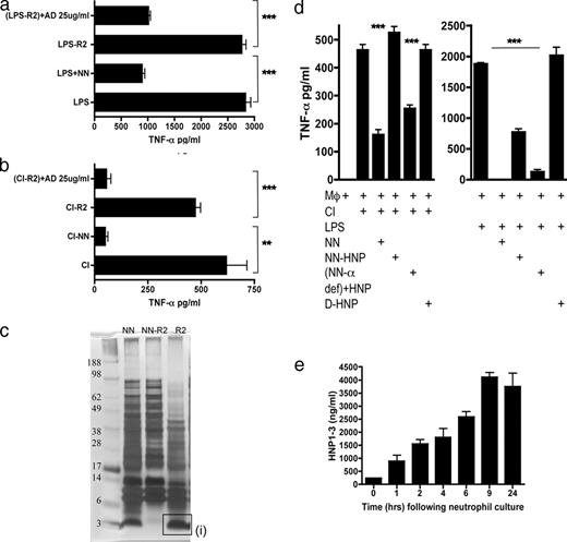 FIGURE 5. α-Defensins are one of the active anti-inflammatory factors released by apoptotic/necrotic neutrophils. LPS (a)- or CI (b)-stimulated HMDMs were cultured with NN, NN depleted of hydrophobic molecules by R2 beads (NN-R2), and NN-R2 where α-defensins were added back at 25 μg/ml ((NN-R2) + AD). Culture supernatants were collected after 18 h of culture and tested for TNF-α secretion by ELISA. c, A protein gel of NN indicated the large number of proteins released by NN. NN were depleted of hydrophobic proteins by R2 beads (NN-R2) and the proteins bound to the R2 beads (R2) were identified. R2 beads completely depleted a large band of small proteins between 3 and 5 kDa. This band was digested and sequenced by HPLC and identified as the antimicrobial peptides, α-defensins. d, The actual release of α-defensins over 24 h by cultured neutrophils undergoing apoptosis was quantified by HNP1–3 ELISA. e, To ensure that the R2 beads had not depleted other anti-inflammatory factors, α-defensins in NN were specifically depleted using anti-HNP Abs bound to Dynabeads. HMDMs were then stimulated with CI or LPS along with added NN depleted of α-defensins (NN-α def) or depleted NN where HNP1–3 has been added back at 25 μg/ml (NN-α def) + HNP. As an additional control, HMDMs were stimulated with CI or LPS in the presence of the D-enantiomer of HNP1–3, which lacks anti-inflammatory activity and is protease resistant. ***, p ≤ 0.0001 and **, p ≤ 0.04; error bars, SEM.