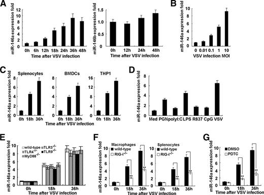FIGURE 1. VSV infection induces miR-146a expression in macrophages. A, Mouse peritoneal macrophages were infected with or without VSV at MOI 10 for indicated time. The expressions of miR-146a and miR-146b were measured by q-PCR and normalized to the expression of U6 in each sample. B, Mouse peritoneal macrophages were infected with or without VSV at indicated MOI for 36 h, and expression miR-146a was measured as described in A. C, Mouse splenocytes (left), BMDCs (middle), and THP-1 human monocytic cells (right) were infected with or without VSV at MOI 10 for the indicated time, and miR-146a expression was measured as described in A. D, Mouse peritoneal macrophages were treated with the indicated stimuli for 24 h, and miR-146a expression was measured as described in A. PGN, peptidoglycan; Med, medium. E, Peritoneal macrophages from wild-type or TLR3-, TLR4-, TLR9-, or MyD88-deficient mice were infected with or without VSV at MOI 10 for indicated time, and miR-146a expression was measured as described in A. F, Mouse peritoneal macrophages (left) or splenocytes (right) from wild-type or RIG-I-deficient mice were infected with or without VSV at MOI 10 for the indicated time, and miR-146a expression was measured as described in A. G, Mouse peritoneal macrophages were pretreated with DMSO or PDTC (100 μM) for 30 min and then infected with VSV at MOI 10 for indicated time. MiR-146a expression was measured as described in A. Data are the mean ± SD (n = 4) of one representative experiment. Similar results were obtained in three independent experiments. ∗∗, p < 0.01.