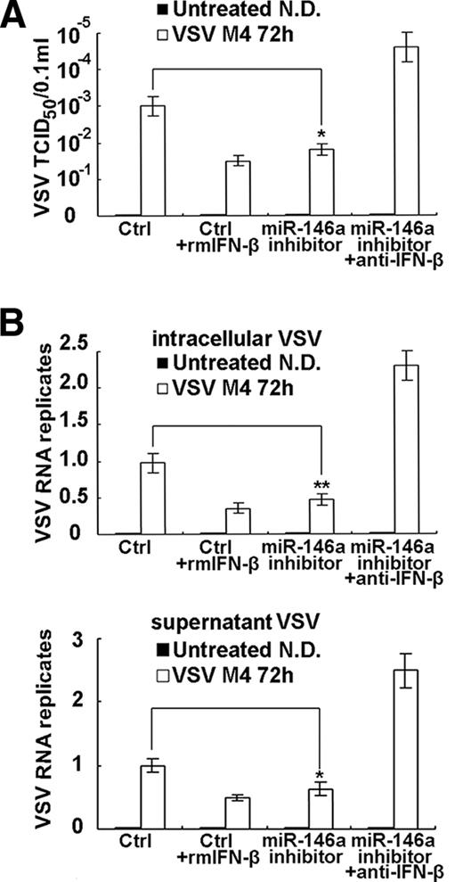 FIGURE 3. Inhibition of miR-146a-inducible expression in macrophages suppresses VSV replication. A, Mouse peritoneal macrophages were transfected with control (ctrl) inhibitor or miR-146a inhibitor as in Fig. 2A. After transfection for 48 h, cells were infected by VSV M4 at MOI 10 for 1 h and washed, then fresh medium or fresh medium containing recombinant mouse IFN-β (100 U/ml) or anti-IFN-β-neutralizing Ab (100 neutralizing units/ml) were added as indicated. After 72 h, virus in supernatants were serially diluted on the monolayer of BHK21 cells and TCID50 was measured (N.D., not detected). B, Mouse peritoneal macrophages were treated as described in A, and intracellular (left) VSV RNA replicates were qualified using qRT-PCR and normalized to the expression of β-actin in each sample. Supernatant (right) VSV replicates were measured by extracting RNA from equal volume of cultural supernatants and using qRT-PCR for qualification. Data are the mean ± SD (n = 4) of one representative experiment. Similar results were obtained in three independent experiments. ∗∗, p < 0.01; ∗, p < 0.05.