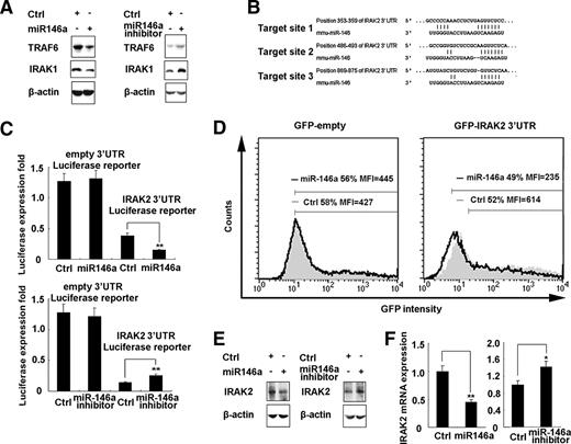 FIGURE 4. miR-146a targets mouse TRAF6, IRAK1, and IRAK2. A, Mouse peritoneal macrophages (1 × 106) were transfected as described in Fig. 2A. After 48 h, TRAF6, IRAK1, and β-actin were detected by immunoblot. B, Mouse IRAK2 might be molecular target of miR-146a. Shown is a sequence alignment of miR-146a and its target sites in 3′-UTR of IRAK2, which was downloaded from TargetScan (http://www.targetscan.org). C, HEK293 cells (1 × 104) were cotransfected with 80 ng of pGL3-promoter firefly luciferase reporter plasmids or pGL3-IRAK2 3′-UTR firefly luciferase reporter plasmids, 40 ng of pTK-Renilla-luciferase plasmids, together with control (ctrl) mimics or miR-146a mimics, control inhibitor, or miR-146a inhibitor (final concentration: 20 nM) as indicated. After 24 h, firefly luciferase activity was measured and normalized by Renilla luciferase activity. D, HEK293 cells (1 × 105) were cotransfected with 400 ng of GFP expression plasmids or GFP-IRAK2–3′-UTR plasmids, together with control mimics or miR-146a mimics (final concentration, 20 nM) as indicated. After 24 h, GFP expression was analyzed by FACS and the mean fluorescence intensity (MFI) of GFP was determined. E and F, Mouse peritoneal macrophages (1 × 106) were transfected as described in Fig. 2A. After 48 h, IRAK2 and β-actin were detected by immunoblot (E), and IRAK2 mRNA was measured as described in Fig. 2, B and C. Data are the mean ± SD (n = 4) of one representative experiment. Similar results were obtained in at least three independent experiments. ∗∗, p < 0.01; ∗, p < 0.05.