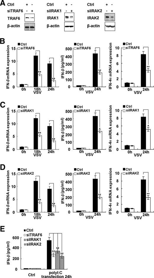 FIGURE 5. Knockdown of miR-146a targets inhibits VSV-triggered type I IFN production in macrophages. A, Mouse peritoneal macrophages (1 × 106) were transfected with ctrl RNA, TRAF6 siRNA (left), IRAK1 siRNA (middle), or IRAK2 siRNA (right), respectively, as indicated at a final concentration of 10 nM. After 48 h, TRAF6, IRAK1, IRAK2, and β-actin were detected by immunoblot. B–D, 0.5 ml of 2 × 105 mouse peritoneal macrophages were transfected with control (ctrl) RNA, TRAF6 siRNA (B), IRAK1 siRNA (C), or IRAK2 siRNA (D), respectively, as indicated at a final concentration of 10 nM. After 48 h, cells were infected by VSV at MOI 10 for indicated time. IFN-β and IFN-4α were measured as described in Fig. 2, B–D. E, 0.5 ml of 2 × 105 TLR3-deficient mouse peritoneal macrophages were transfected with control RNA, TRAF6 siRNA, IRAK1 siRNA, or IRAK2 siRNA, respectively, as indicated at a final concentration of 10 nM. After 48 h, the cells were transfected with 10 μg poly(IC) using INTERFERin according to the manufacturer’s instructions for 24 h. IFN-β in supernatants was measured by ELISA. Data are the mean ± SD (n = 4) of one representative experiment. Similar results were obtained in at least three independent experiments. ∗∗, p < 0.01; ∗, p < 0.05.