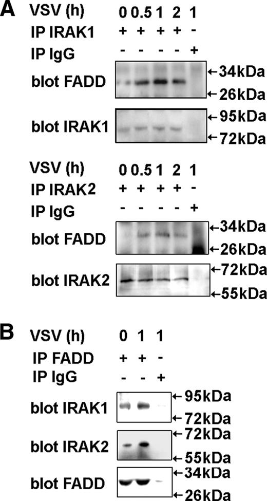 FIGURE 6. IRAK1 and IRAK2 participate in VSV-induced type I IFN production by associating with FADD. Mouse peritoneal macrophages were infected with VSV at MOI 100 for indicated time. Equal amount of cell lysates were immunoprecipitated (IP) with IRAK1, IRAK2 (A), FADD (B), or control IgG (A and B) Ab, respectively, and then immunoblotted (blot) with IRAK1, IRAK2, or FADD Ab. Data are shown of one representative experiment. Similar results were obtained in three independent experiments.