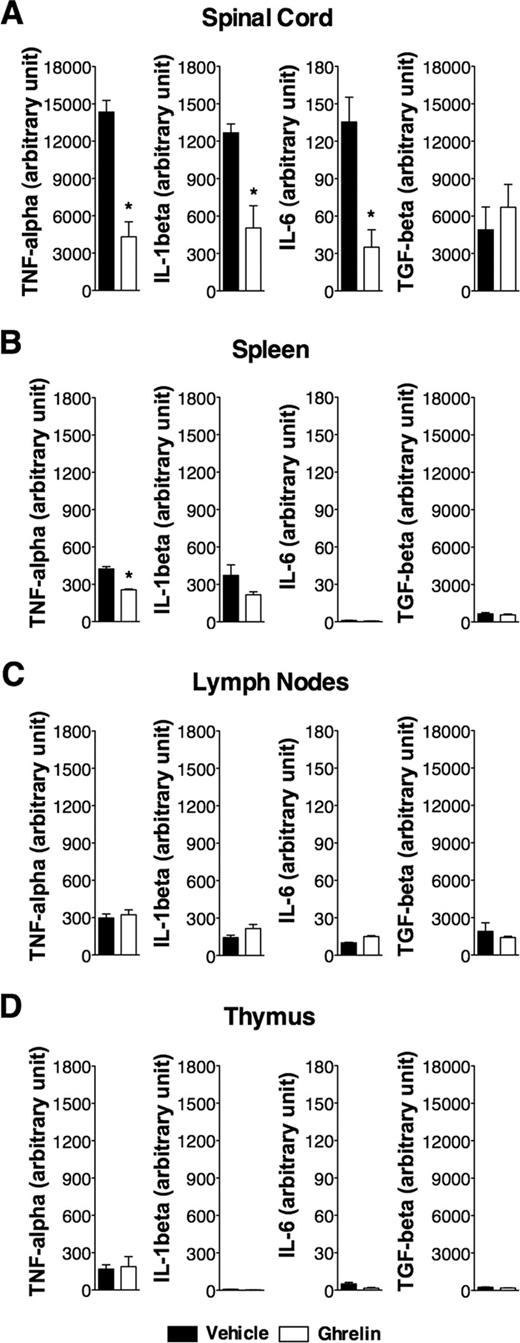 FIGURE 5. Proinflammatory cytokine mRNA expression during EAE in ghrelin-treated mice. Quantitative mRNA expression of proinflammatory cytokines in the spinal cord of MOG35–55-immunized mice subjected to ghrelin or saline treatment on day 17 postimmunization (n = 5/group). Total mRNA was extracted from (A) spinal cord, (B) spleen, (C) LN, and (D) thymus. The TNF-α, IL-1β, IL-6, and TGF-β mRNA expression was measured by real-time PCR. Data are presented as relative amount of transcript normalized to HPRT. Data represent mean ± SEM. ∗, Significant differences between the groups (p < 0.025; two-way ANOVA).