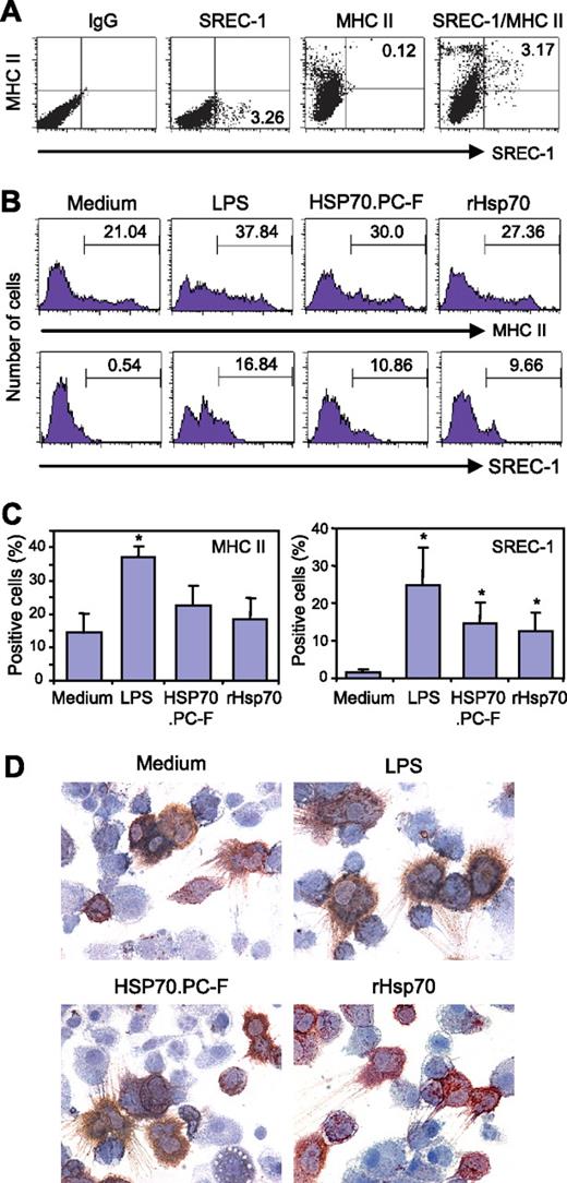 FIGURE 2. Up-regulation of SREC-1 in DC exposed to LPS, HSP70.PC-F, or rHSP70. A, SREC-1 is preferentially expressed in cells abundant in MHC class II. Three-day-old DC were stained with anti-SREC-1 Ab (1/50 dilution) at 4°C for 1 h, followed by FITC-conjugated anti-rat lgG. After washing with PBS, DC were further stained with PE-conjugated anti-MHC class II mAb and fixed in 2% paraformaldehyde for FACS analysis. Controls were either incubated with control IgG or singly stained for SREC-1 or MHC class II. B, Day 3 DC were incubated with either 6 μg/ml LPS, HSP70.PC-F, or rHSP70 for 24 h. DC were then dually stained with fluorescence-conjugated anti-SREC-1 and MHC class II Abs, and analyzed for fluorescence intensity by FACScan. C, The percentage of cells positive for MHC class II (left panel) or SREC-1 (right panel) expression (from three independent experiments) is presented in the bar graph. Statistical significance was determined by χ2 analysis (asterisk indicates p < 0.05). D, DC treated with either 6 μg/ml LPS, HSP70.PC-F, or rHSP70 for 24 h were collected on slides by cytospin, stained with anti-SREC-1 Ab (red color), counterstained with hematoxylin, and examined by bright field microscopy (magnification, ×60).