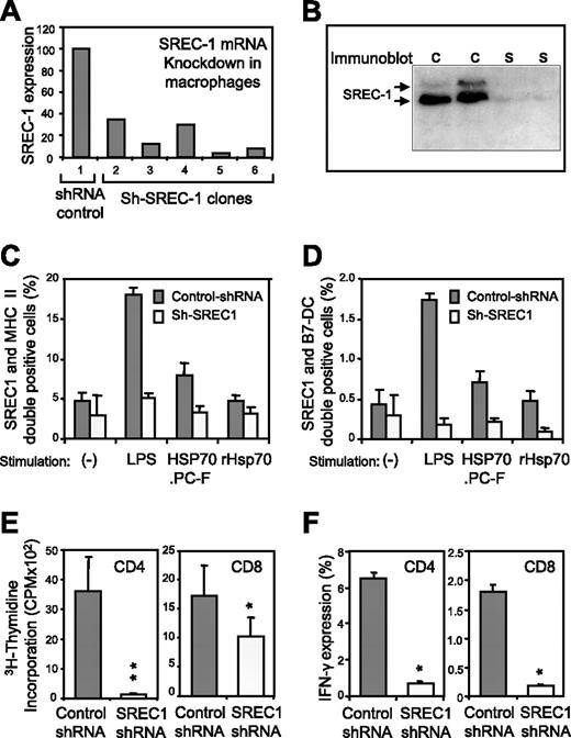 FIGURE 4. Inhibition of expression of SREC-1 in DC by RNA interference blocks T cell stimulation in vitro. A and B, The effectiveness of SREC-1 shRNA (five clones) and control shRNA (one clone) in depleting SREC-1 expression was first analyzed in RAW264.7 mouse macrophages by real-time PCR (A) and Western blot (B). C and D, Three-day-old DC were next purified and cultured with supernatant containing SREC-1 shRNA or control shRNA encoding lentivirus at a 1:1 ratio. Twenty hours later, 150 μl of the cell medium was removed and replaced with 150 μl of fresh GM-CSF medium containing 6 μg/ml LPS, HSP70.PC-F, or rHSP70 for an additional 20 h. DC were then stained with Abs and analyzed for dual expression of SREC-1 and MHC class II (C) or SREC-1 and B7-DC (D) by FACScan. E, CD4+ and CD8+ T cell restimulation assay. LNC were isolated from WT mice immunized with the HSP70.PC-F vaccine, and CD4+ and CD8+ T cells were further selected by cell sorting. These CD4+ or CD8+ T cells were then cocultured with WT-DC infected with SREC-1 shRNA or control virus, as well as HSP70.PC-F for 5 days. T cell proliferation was measured by standard assay, and data presented as mean ± SD of triplicates. F, The T cells were stained with mAbs against IFN-γ, CD4, or CD8 and analyzed for IFN-γ expression by flow cytometry. Statistical significance was determined by Student’s t test in E, and χ2 analysis in F (* and **, indicate p < 0.05 and 0.01, respectively).