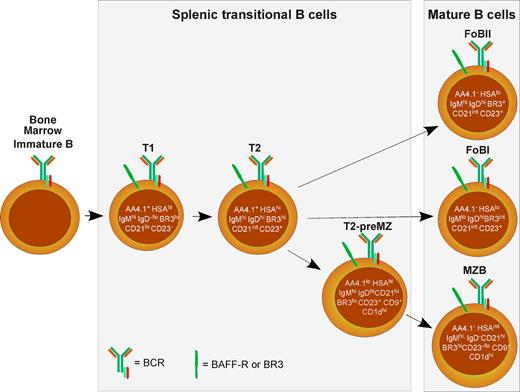 Baff R Expression B Cell Receptor and BAFF Receptor Signaling Regulation of B Cell ...