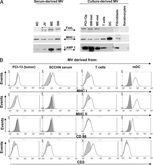 FIGURE 2. Western blot and flow cytometry analyses of MV derived from tumor cells, sera of patients with cancer, activated T cells, mDC, and cultured tumor or normal cells. A, Western blots of serum derived or culture-derived MV. Each lane was loaded with 25 μg of protein. A representative of 10 Western blot experiments performed is shown. B, Flow analysis of MV bound to latex beads. Aliquots of bead-bound MV were incubated with the PE-labeled Abs as indicated. Dotted lines indicate controls (i.e., bead-bound MV incubated with isotype control). A representative experiment of six performed is shown.