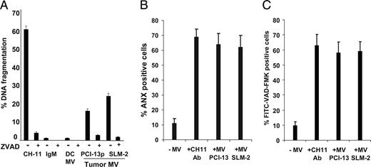 FIGURE 5. Tumor-derived MV induce apoptosis and signaling defects in Jurkat cells. A, Apoptosis of CD8+ Jurkat cells after coincubation with MV measured in JAM assay as DNA fragmentation. Apoptosis was blocked by preincubation of T cells with pan-caspase inhibitor Z-VAD-FMK. Data are means ± SD of quadruplicate wells obtained in 10 experiments performed is shown. B, A representative experiment of caspase activation in CD8+ Jurkat cells coincubated with tumor-derived MV or CH-11A or Ab isotype control for 24 h. C, Annexin V (ANX) binding to CD8+ Jurkat cells coincubated with tumor-derived MV as in B. The data in B and C are mean values ± SD from one representative experiment of five performed.