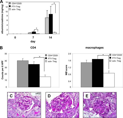 图7。FTY720治疗废除Treg抑制功能anti-GBM肾炎的典范。测试的免疫抑制潜力FTY-Treg我们过继转移3×106 FTY-Treg或相同数量的solv-Treg anti-GBM肾炎模型。,Treg蛋白尿的抑制功能是由量化测定尿白蛋白/肌酐比值(n =每组9;∗vs solv-Treg p < 0.05)。分析了B,炎性细胞的浸润免疫组织化学。染色的CD4 + T细胞(左面板)和巨噬细胞(右面板)进行诱导后14天的anti-GBM肾炎小鼠注射solv-Treg(开放酒吧),FTY-Treg(满酒吧),或CD4 + CD25−控制细胞(灰色酒吧;每组)n = 9。间质巨噬细胞(MΦ)和CD4 +积累在FTY-Treg-injected显著增加小鼠相比,solv-Treg治疗小鼠(∗,p < 0.05)。高通滤波器,高功率的领域。 C, Representative PAS stainings from kidney sections (n = 9 per group) showed that in mice receiving solv-Treg the majority of the glomeruli displayed no pathological changes. D, Ex vivo FTY720 treatment of Treg abrogated their suppressive effect on nephritic inflammation as demonstrated by focal deposition of PAS-positive material (arrowheads), which was comparable to that in mice receiving CD4+CD25− control T cells (E).