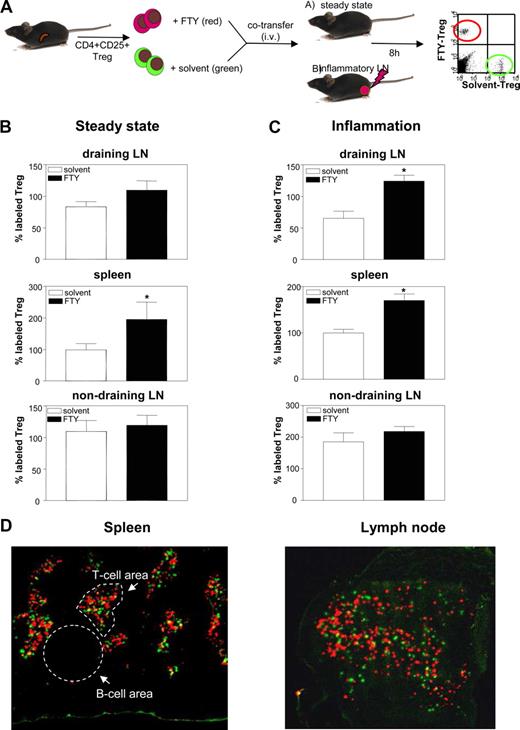 图8。传输的收养,FTY720诱发捕获Treg发炎LN。B和C, TAMRA-labeled FTY-Treg是coinjected输液加上等量的CFSE-labeled solv-Treg到老鼠在稳态(B)或炎症条件下(C)过继转移。6到12小时后,贴上Treg的流式细胞术检测脾、排水腘,nondraining侧LN。的数字CFSE-labeled solv-Treg迁移到脾脏被设置为100%。三个独立实验的数据显示(n = 9每组动物;∗vs solv-Treg p < 0.05)。D,识别的能力FTY-Treg正确定位在SLO T细胞区域,等量(3×106)的不同标记FTY-Treg(红、TAMRA)和solv-Treg(绿色,CFSE) coinjected输液在炎症条件下到老鼠。过继转移6到12小时后,低温贮藏器官。标签Treg被荧光显微镜检测(原来的放大,×10)。代表性的例子脾(左面板)和LN(右面板)每组(n = 4)所示。