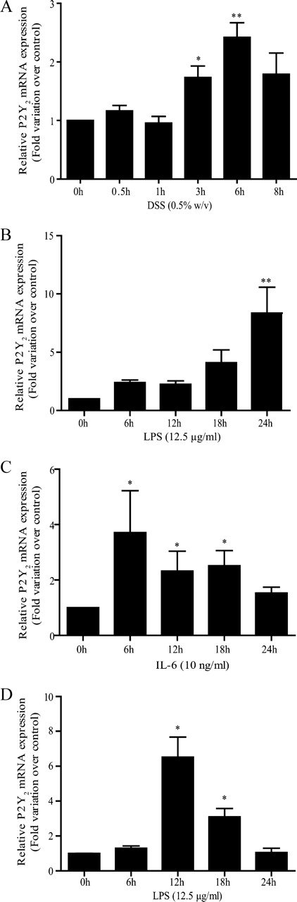 FIGURE 1. P2Y2R mRNA expression in IECs is enhanced by proinflammatory stimuli. P2Y2R mRNA expression was determined by quantitative RT-PCR in confluent IEC-6 and 3-day-postconfluent Caco-2 cells. A and B, Increases in mRNA expression were significant after a 3- and 6-h incubation with 0.5% (w/v) DSS and 24 h of incubation with 12.5 μg/ml LPS in Caco-2 cells. C and D, Increases in mRNA expression were significant after 12 h of incubation with 12.5 μg/ml LPS and 18 h of treatment with 10 ng/ml IL-6 in IEC-6 cells. Data are expressed as P2Y2R mRNA expression induced by stimuli relative to the untreated control. Results were normalized to the expression of TATA-binding protein mRNA. Values are the means ± SEM of results from three separate experiments done in duplicate. Statistical significance was determined by unpaired t test; *, p < 0.05 and **, p < 0.01, as compared with control.